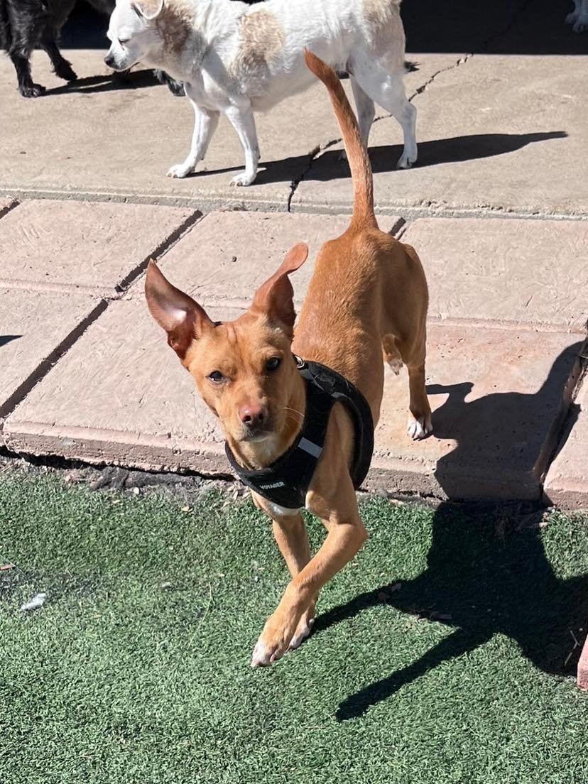 adoptable Dog in La Verne, CA named Indy