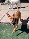 adoptable Dog in la verne, CA named Indy