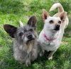 Pixie and Dixie