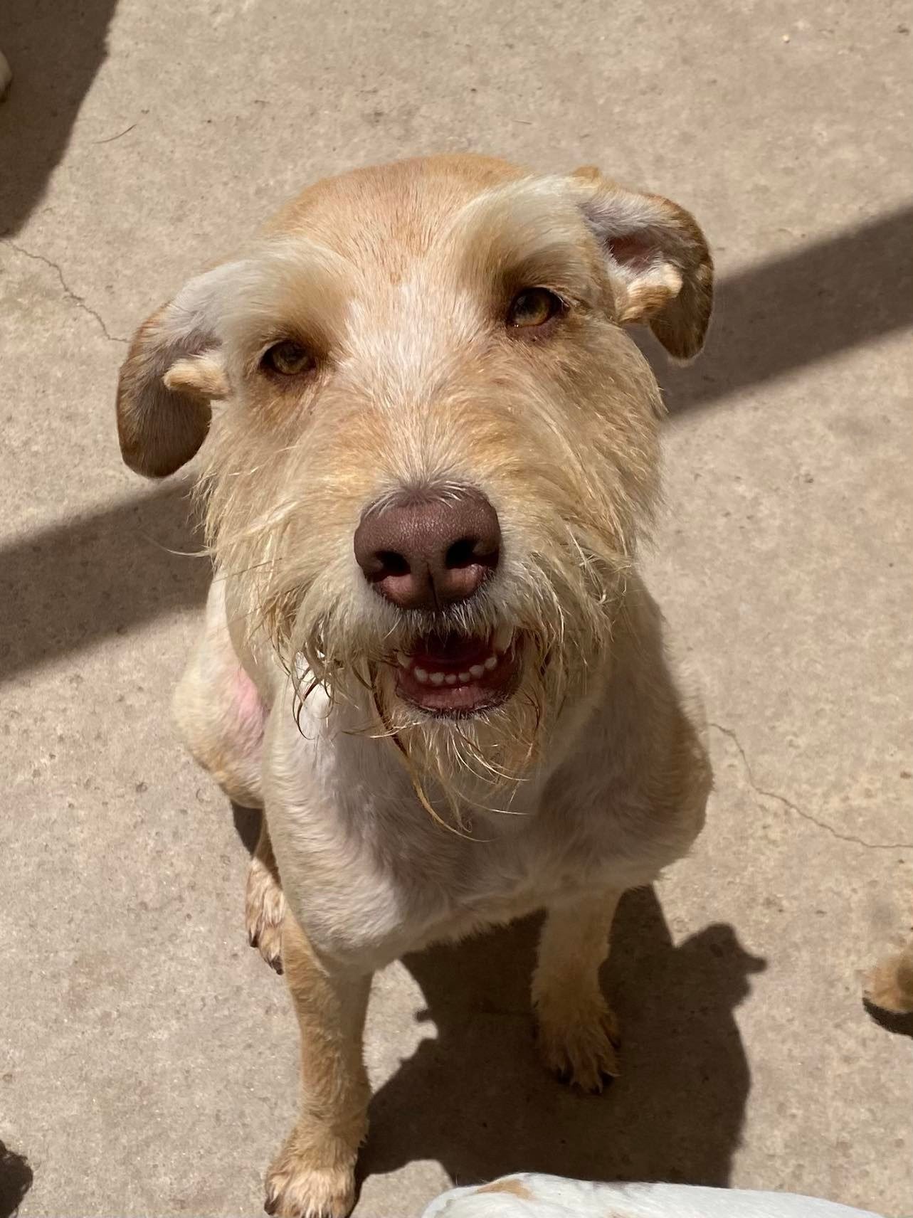 adoptable Dog in La Verne, CA named Sunny