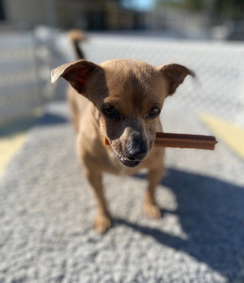 SQUEAKS - Chihuahua available for adoption