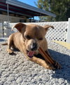 Squeaks - Photo 2