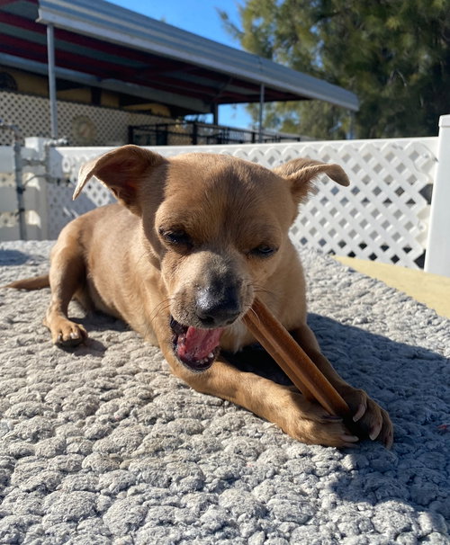 SQUEAKS - Chihuahua available for adoption
