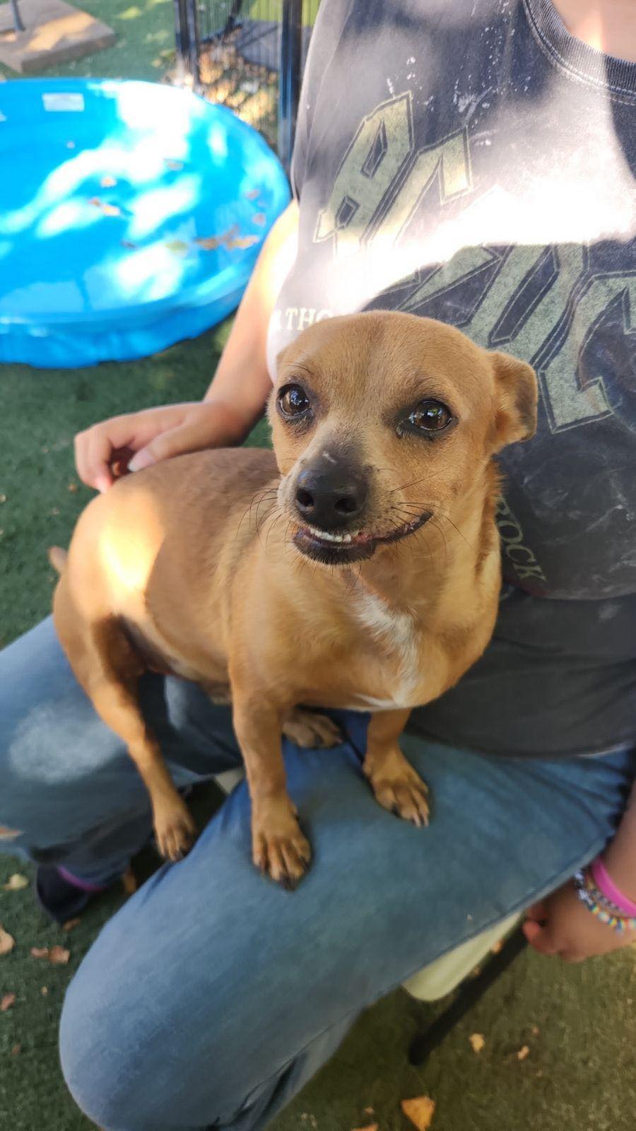 adoptable Dog in La Verne, CA named Squeaks