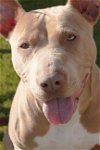 adoptable Dog in la verne, CA named Hera