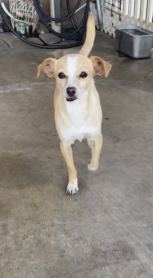 WYNNONA - Chihuahua available for adoption