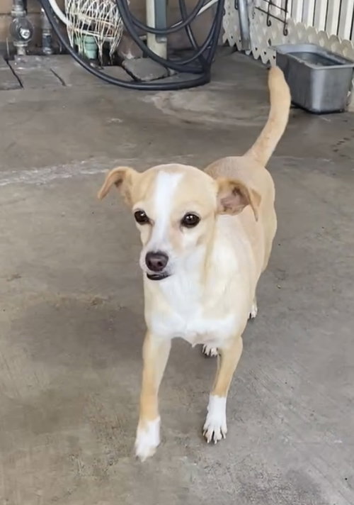 WYNNONA - Chihuahua available for adoption