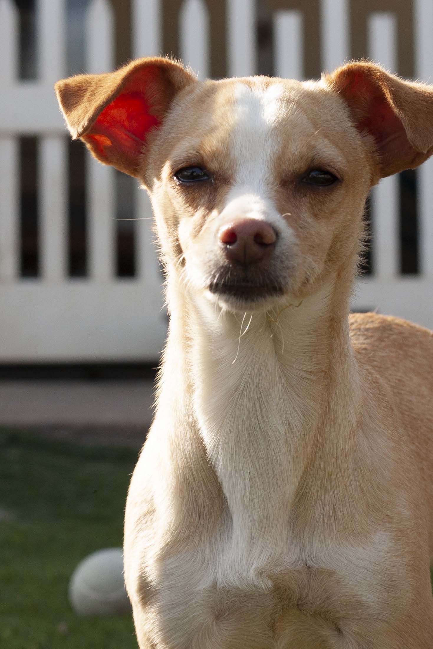 adoptable Dog in La Verne, CA named Wynnona