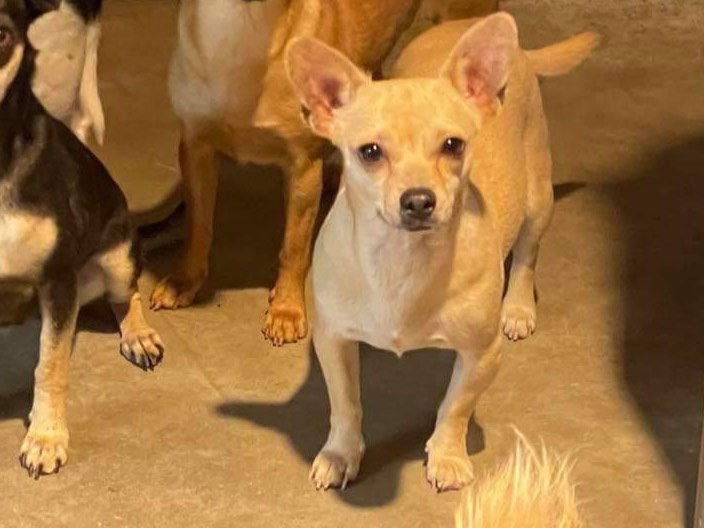 adoptable Dog in La Verne, CA named Blondie