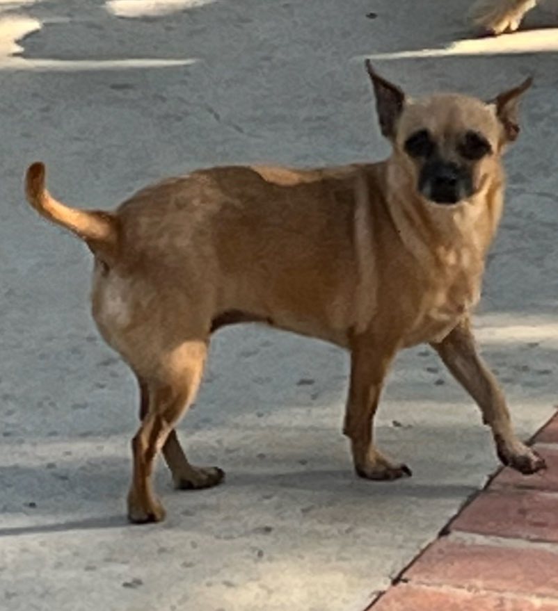 adoptable Dog in La Verne, CA named Blossom