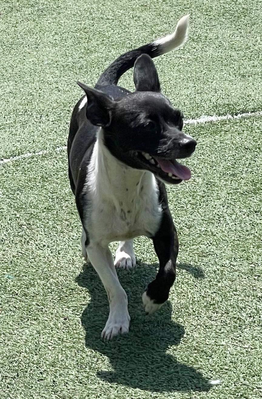 adoptable Dog in La Verne, CA named Bessie