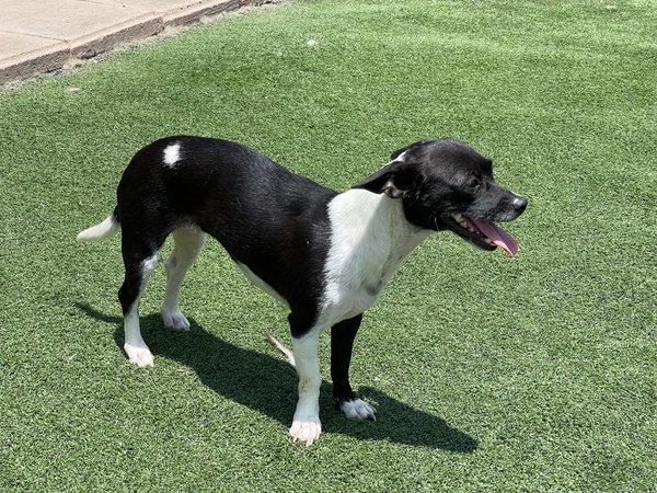 Bessie