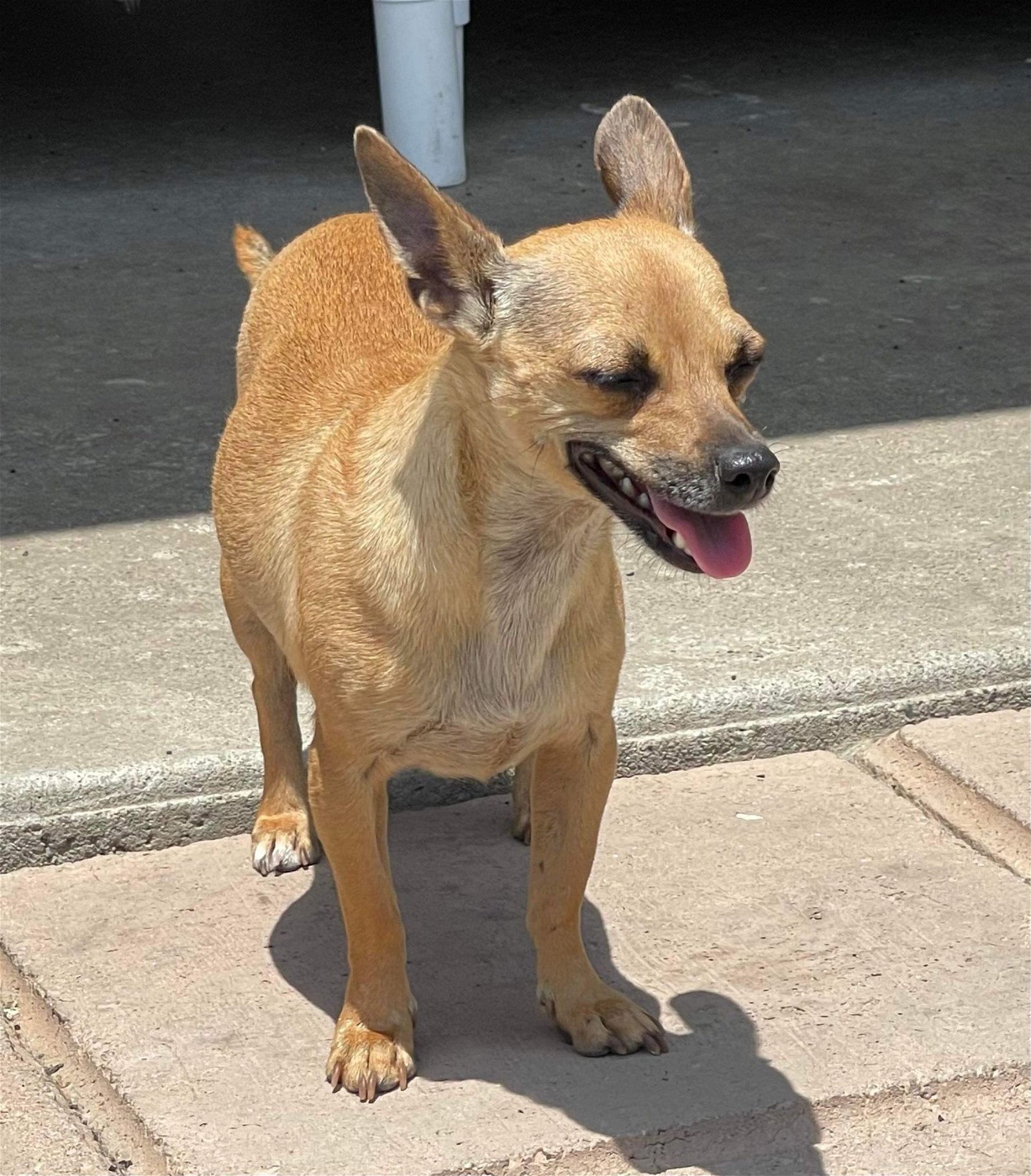 adoptable Dog in La Verne, CA named Billie