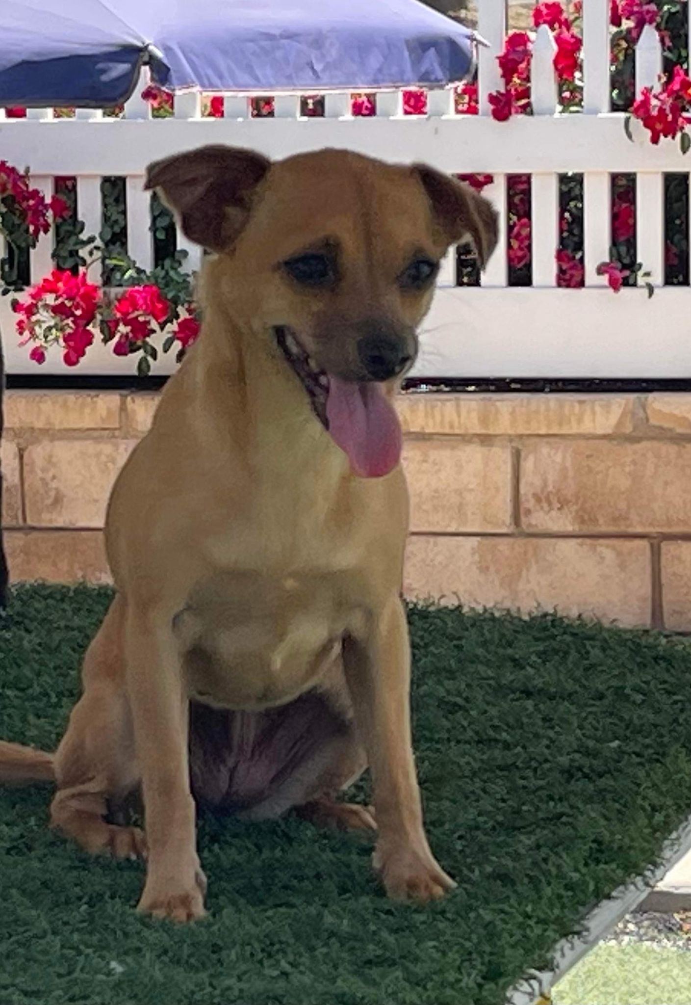 adoptable Dog in La Verne, CA named Brooke