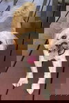 Jesse