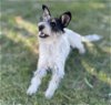 adoptable Dog in la verne, CA named Mara