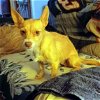 adoptable Dog in la verne, CA named Iris