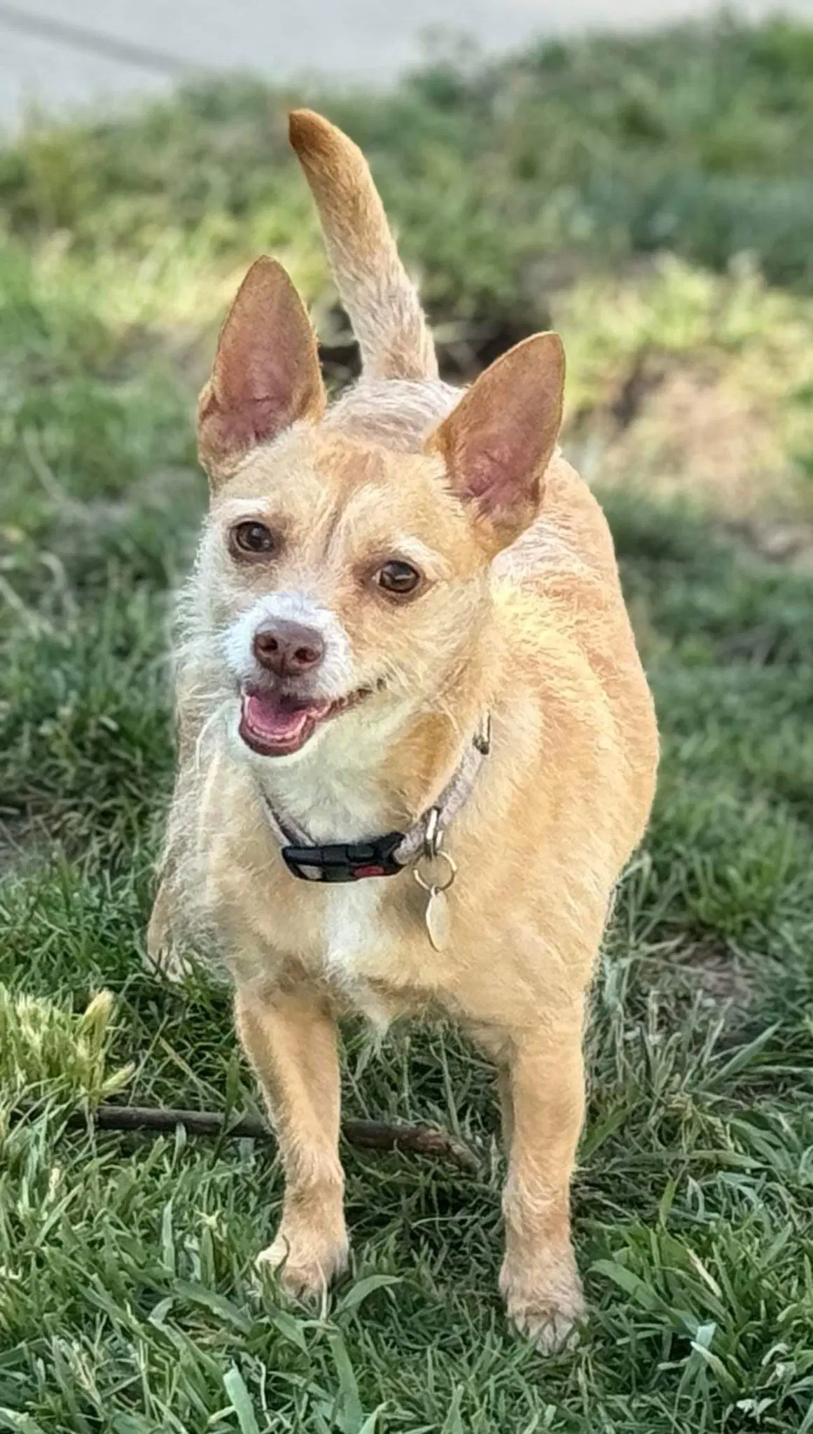 Iris - Terrier