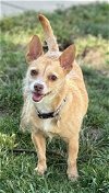 adoptable Dog in la, CA named Iris