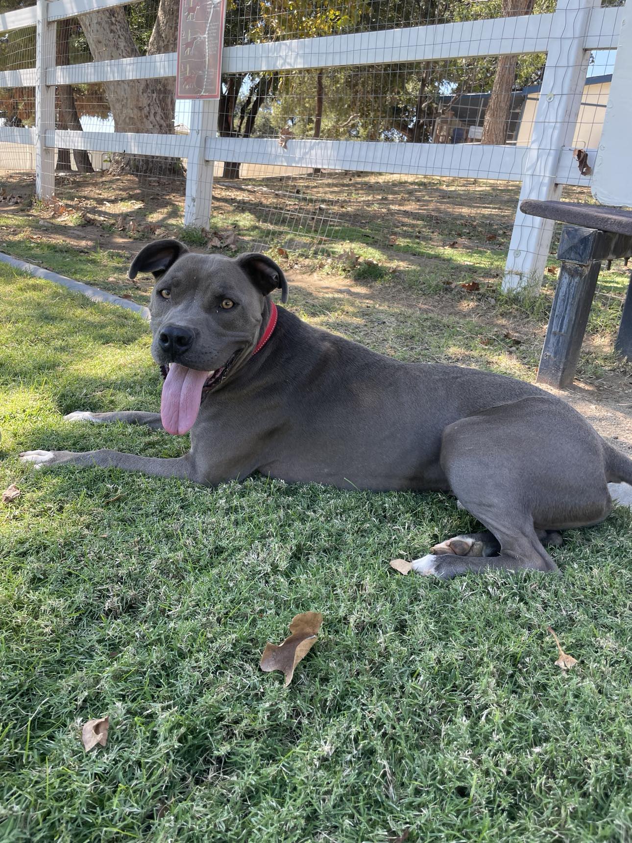 adoptable Dog in La Verne, CA named Duke