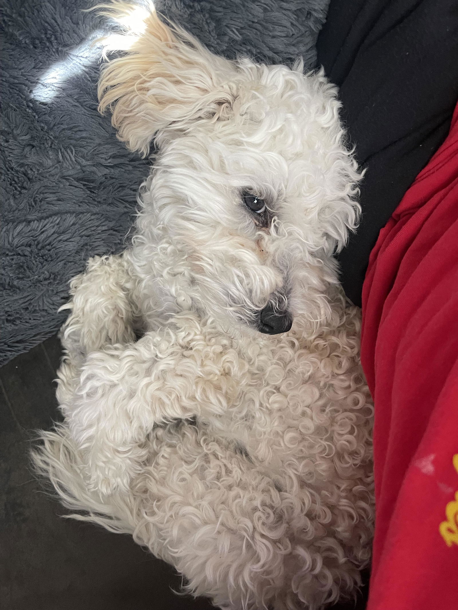 Dog for Adoption - Luca, a Maltese in Santa Clarita, CA | Alpha Paw