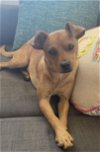 adoptable Dog in la verne, CA named Jack