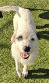 adoptable Dog in la verne, CA named Scout