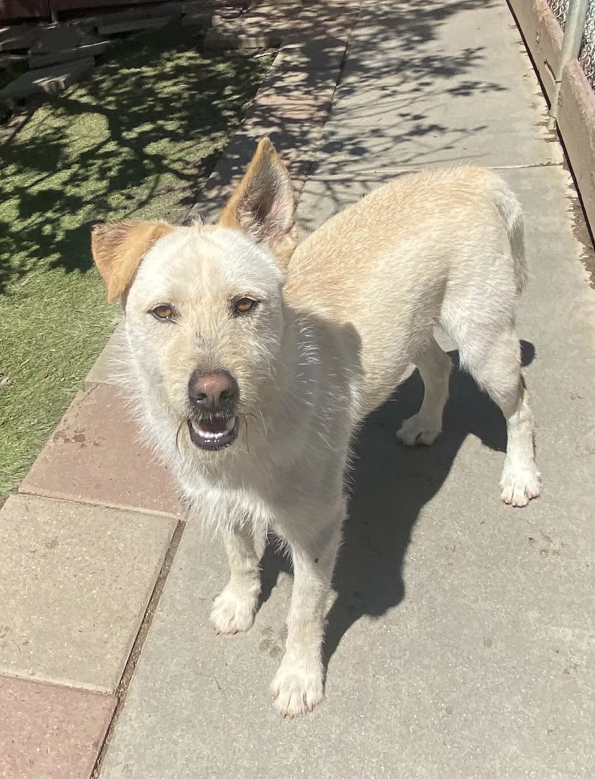 Liam - Terrier