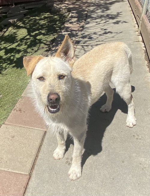 LIAM - Labrador Retriever / Shepherd available for adoption