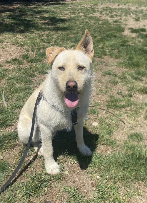 LIAM - Labrador Retriever / Shepherd available for adoption