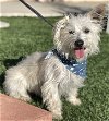 adoptable Dog in la, CA named Archie