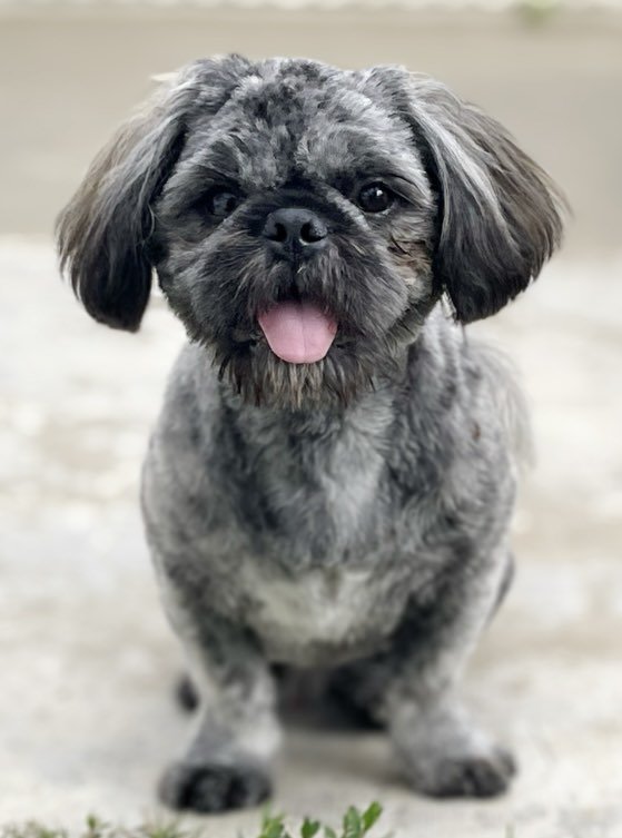 adoptable Dog in La Verne, CA named Sprocket