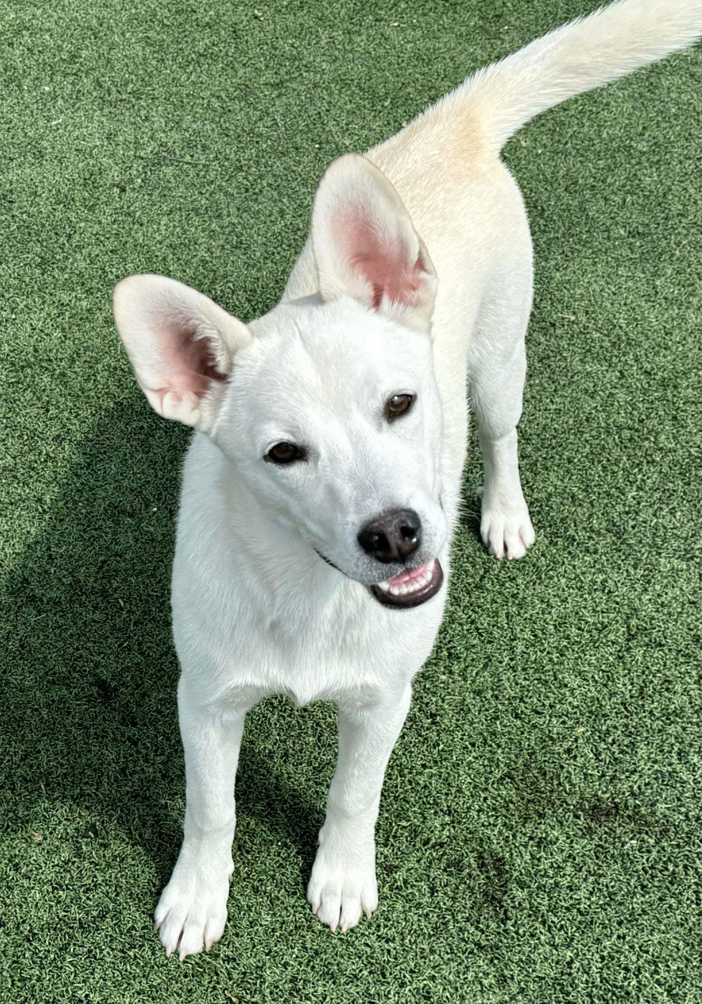 adoptable Dog in La Verne, CA named Sugar