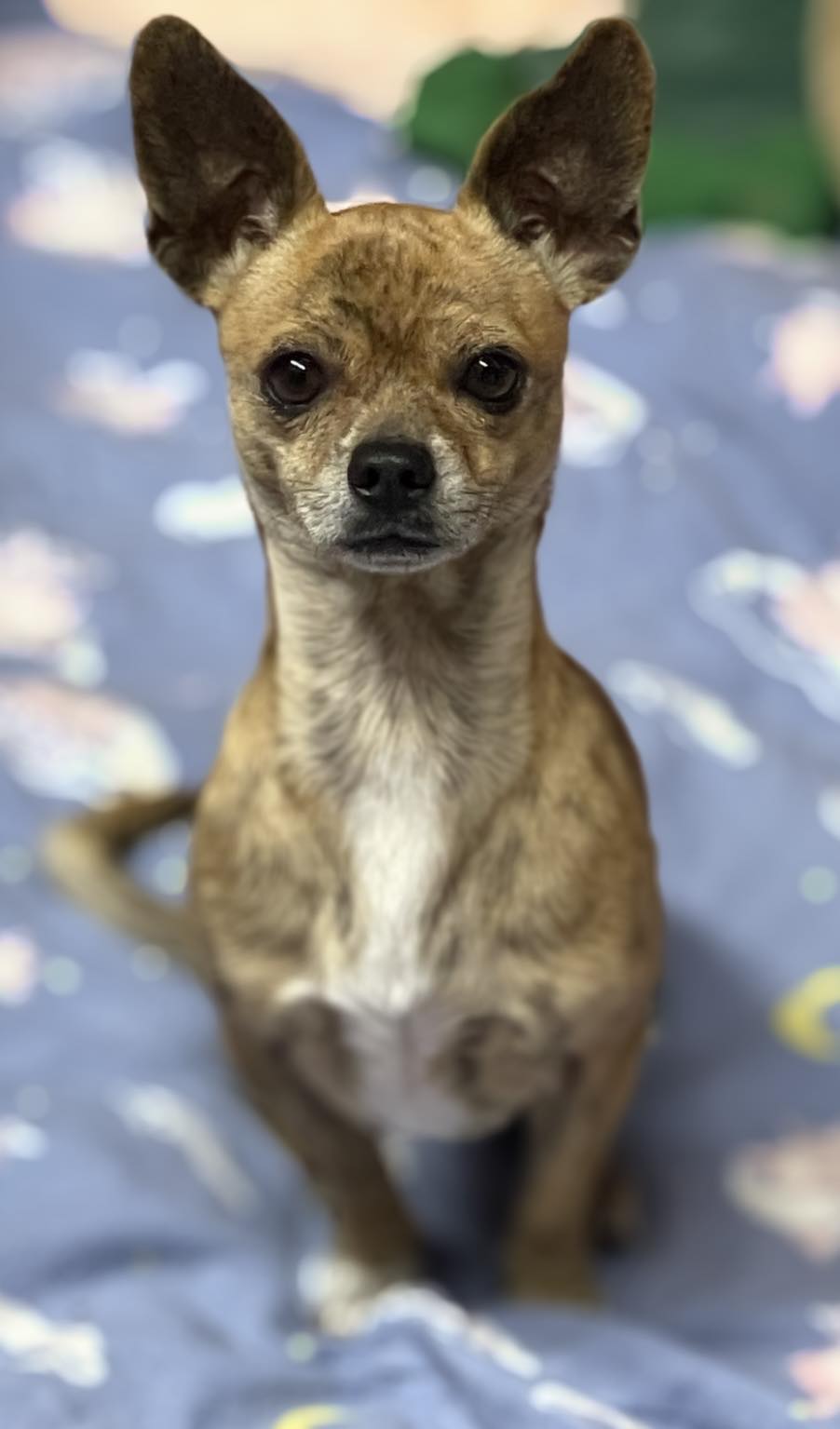 adoptable Dog in La Verne, CA named Alvin