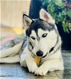 adoptable Dog in la verne, CA named Megan Fox