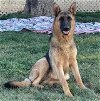 adoptable Dog in la verne, CA named Skye