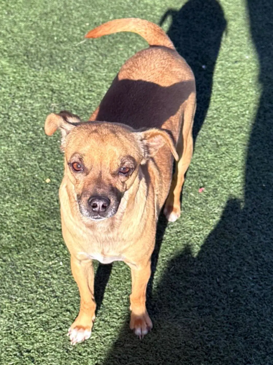 Gus - Chihuahua