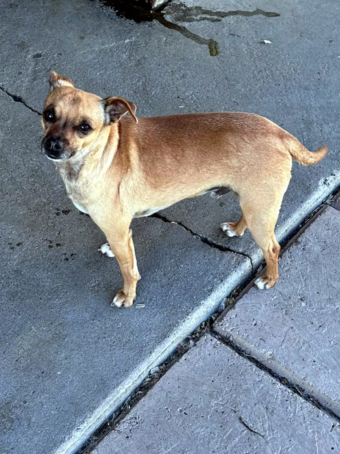 Gus image 3