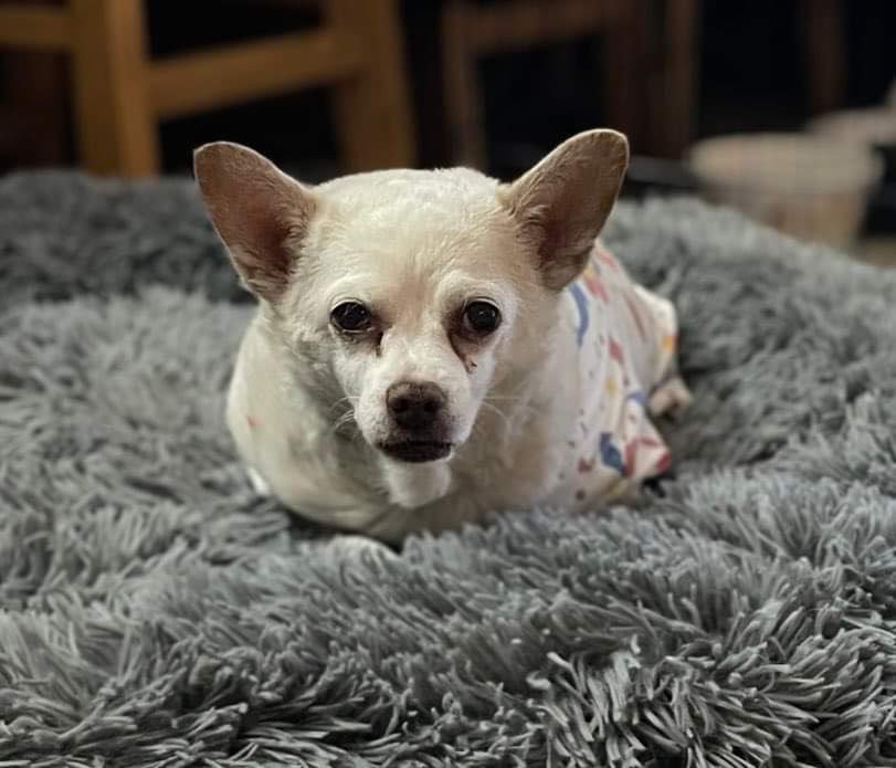 adoptable Dog in La Verne, CA named Sally