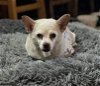 adoptable Dog in la verne, CA named Sally