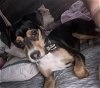 adoptable Dog in la verne, CA named Olive