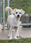 adoptable Dog in la, CA named Hugo