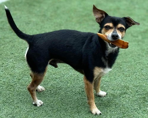 picture of the dog needing adoption