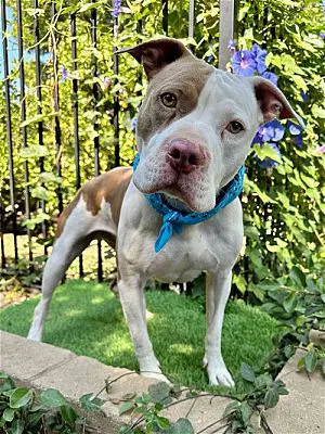 Ziggy - American Pit Bull Terrier