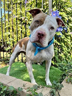picture of the dog needing adoption