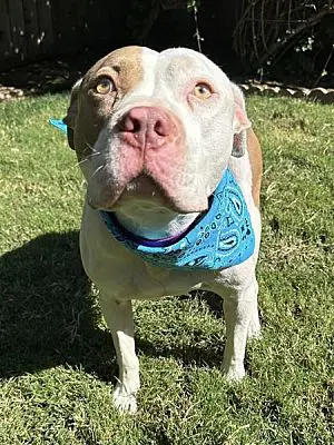 Ziggy image 2