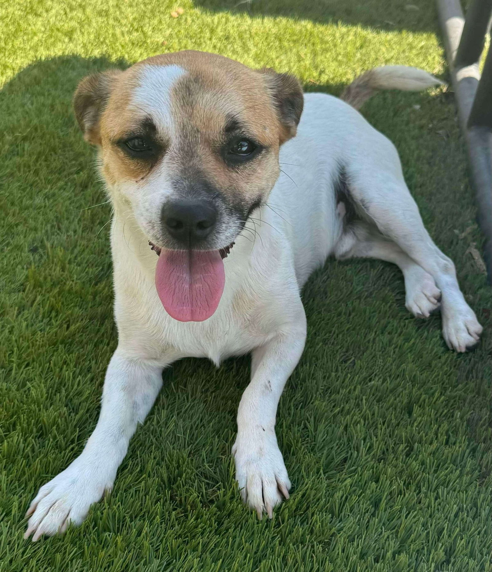 adoptable Dog in La Verne, CA named Kobe