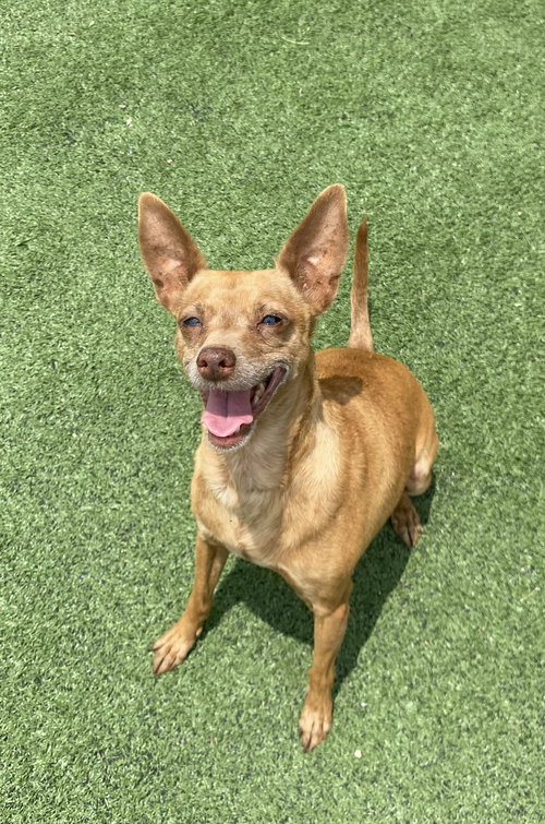 CINNAMON - Chihuahua available for adoption