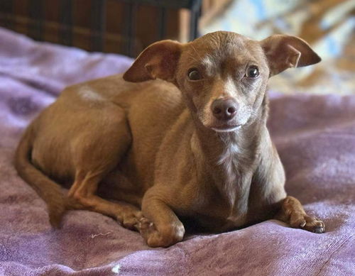 picture of the dog needing adoption
