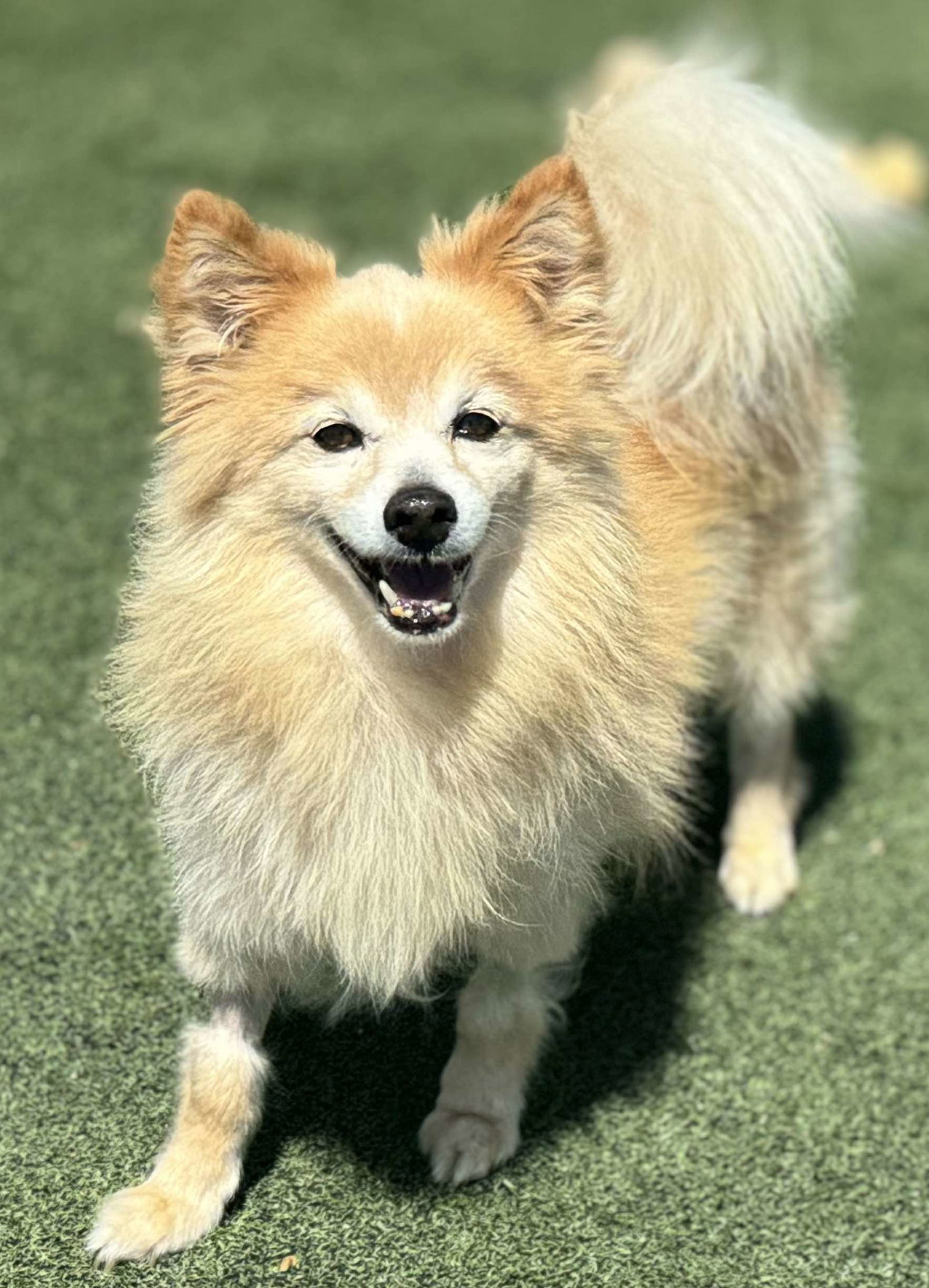 adoptable Dog in La Verne, CA named Sunny